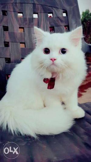 Pure white pershian (male) cat 8 months. with