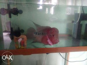Red And Pink Flowerhorn