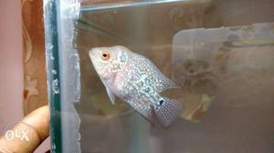 Red Base Female KML Flowerhorn for sale!!. Pure