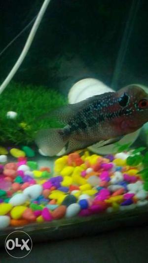 Red Dragon Flowerhorn Fish for sale and original