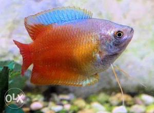 Red Lyly gurami fish available good colours