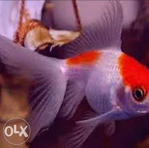 Red cap gold fish.