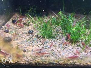 Red cherry shrimp price 70 rupees only