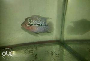 Red dragon Flowerhorn with head guaranteed 3"inch