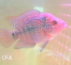 Red dragonFlowerhorn fish 2"inches