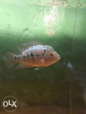 Red kml flower horn male 3inch size excellent