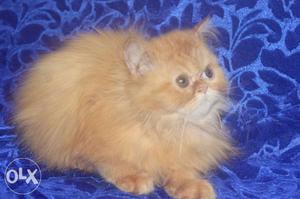 Red tabby female wt good fur quality 4months old