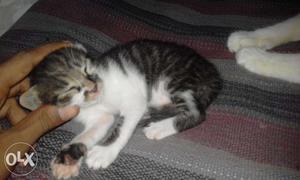 Russian cat kittens for sell 1month 15days old.