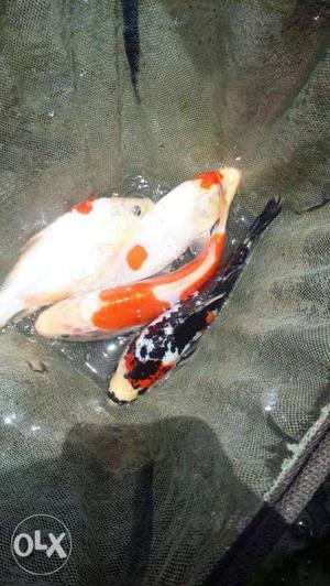 Scale less koi carp 4inch good colour 200₹pair