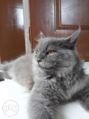 Semi punch Persian cat Russian blue 4 month old