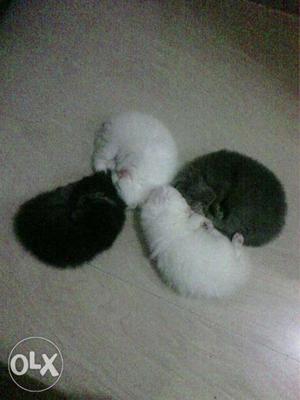 Short-fur White And Gray Kittens