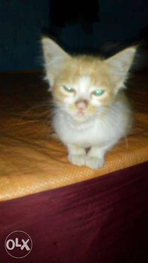 Short-haired Orange Tubby Kitten