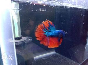 Show quality fancy Betta available