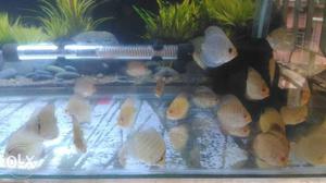 Small discus fish 240/- pcs