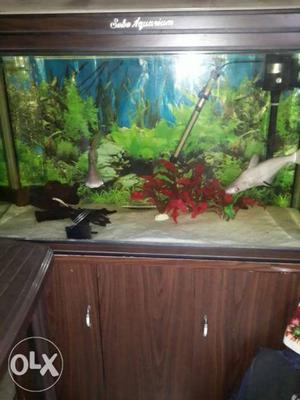 Sobo aquarium with fish and accessories. Size: