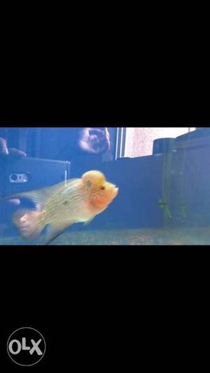 Srd Flowerhorn 3.5inch. full head pop.