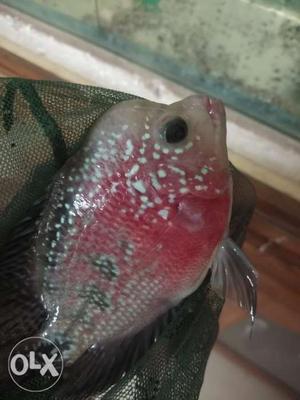 Srd red flowerhorn female urgently sale