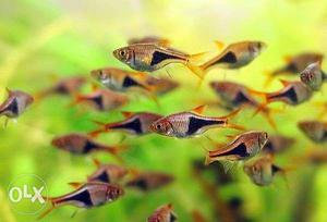 Tetra and rainbow fishes for planted and discus