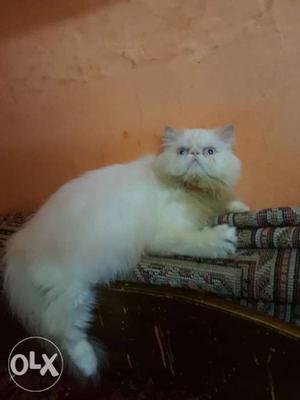 This is steam punch Persian cat
