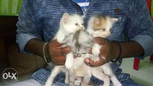 Three Long-haired White Kittens (persian baby cats)