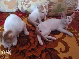 Three Short-fur White-and-orange Kittens