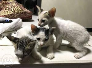 Three White Tabbi Kittens