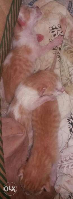 Three kittens available white and brown one cat rs 200