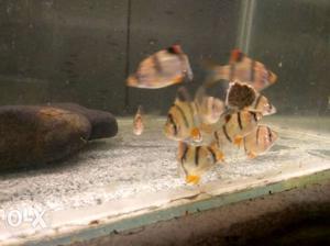 Tigr fishes for sale 1 dozen 12fishes very active