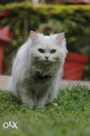 Top quality triple coat persian cat doll face.