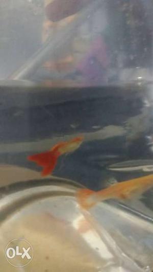 Two Orange Guppy Fish