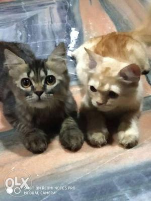 Two Persian cat brown is female n black is male
