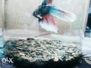 Two beta fish for sale.. last 2 piece..