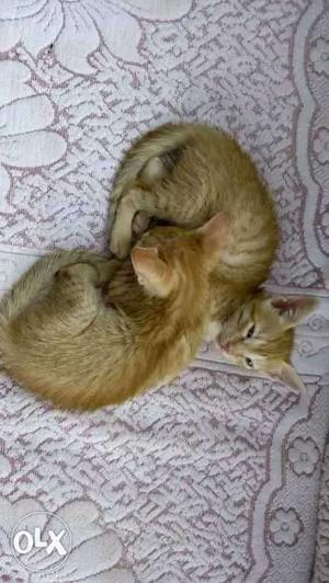 Two kittens (male and female) of golden colour
