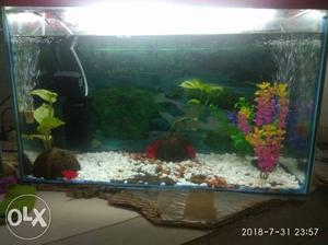 Urgent sell Big aquarium tank Aquarium fish tank