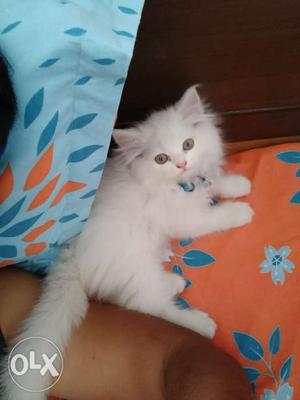 Very attractive Persian kitten for sale in all