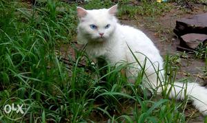 Whit cat male biue eyes mating not sell