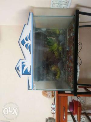 White And Blue House-framed Pet Tank
