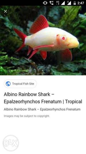 White And Red Albino Rainbow Shark Screenshot