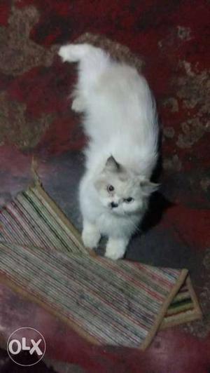 White Persian Cat CARRYING female flame point blue eyes