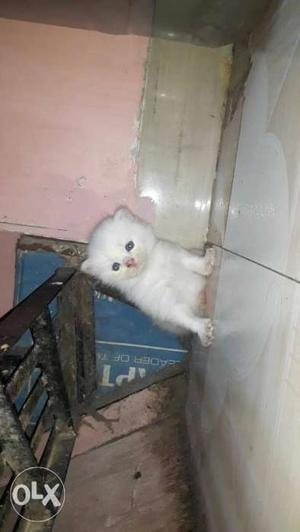 White Persian Kitten Screenshot