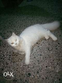 White Persian odd eyes and long hair cat very