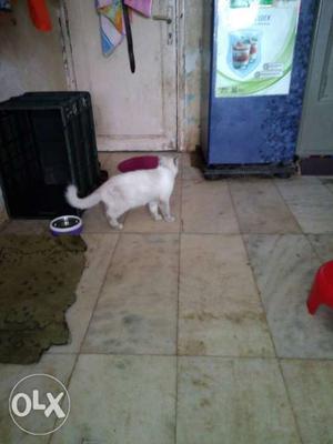White colour Himalayan cat female