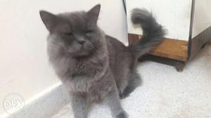 White n grey per male Persian