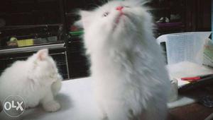 White persian kittens with blue eyes no