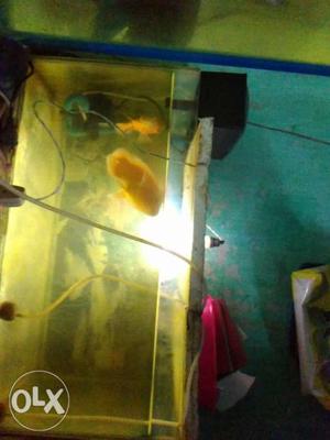  aquarium for sale without cover.