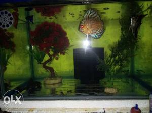 "aquarium with air pump,2UG filter, 1power filter