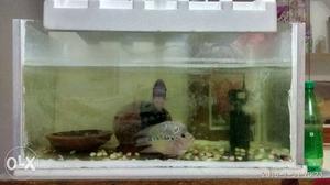 (fish tank) its good condition (_Inches) with divider