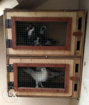 2 pairs of pigeon with cage