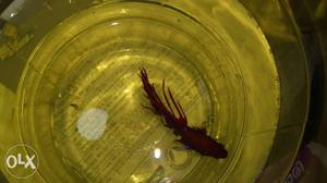Crown tail betta fish, dark red with violet glow.