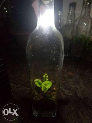 Maidenhair fern enclosed in a bottled terrarium